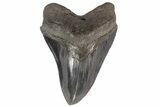 Serrated, Fossil Megalodon Tooth - Georgia #78189-1